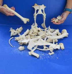 4lb Assorted Bones