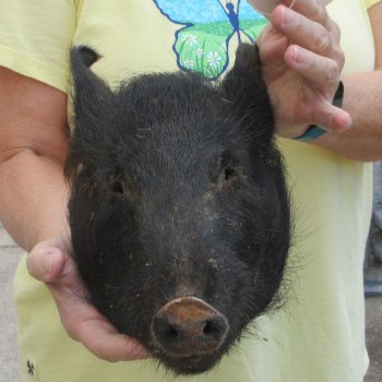 Real Preserved Georgia Wild Boar Hog Head (11-1/2") - $40