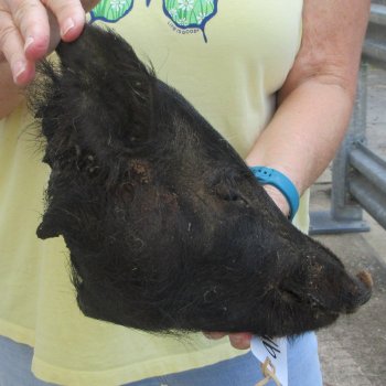Real Preserved Georgia Wild Boar Hog Head (11-1/2") - $40