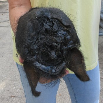 Real Preserved Georgia Wild Boar Hog Head (11-1/2") - $40