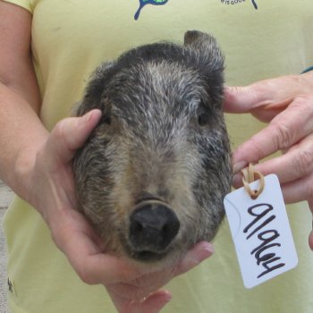Real Preserved Georgia Wild Boar Hog Head (8-1/2") - $30