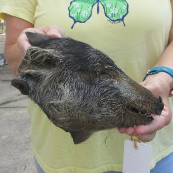 Real Preserved Georgia Wild Boar Hog Head (8-1/2") - $30