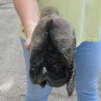 Real Preserved Georgia Wild Boar Hog Head (8-1/2") - $30