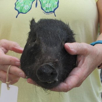 Real Preserved Georgia Wild Boar Hog Head (8") - $30