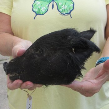 Real Preserved Georgia Wild Boar Hog Head (8") - $30