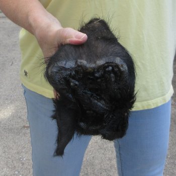 Real Preserved Georgia Wild Boar Hog Head (8") - $30