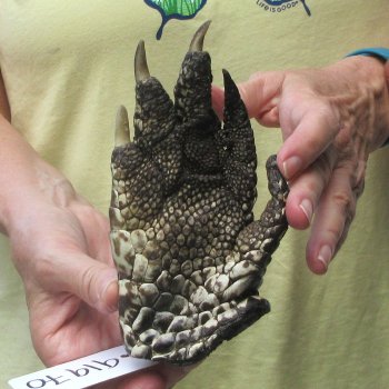 Preserved Alligator Foot 6-1/2 inches 