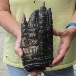Preserved Alligator...