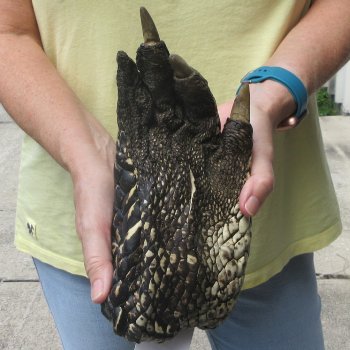 Preserved Alligator Foot 10 inches 