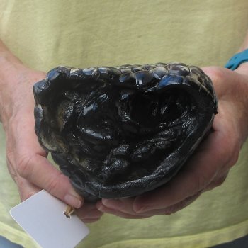 Preserved Alligator Foot 10 inches 