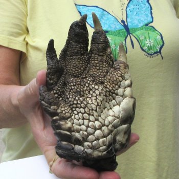 Preserved Alligator Foot 6 inches 
