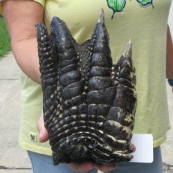 Preserved Alligator...