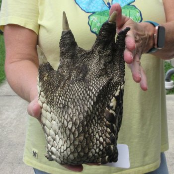 Preserved Alligator Foot 9 inches 