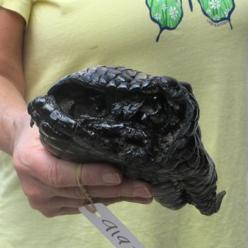 Preserved Alligator Foot 9 inches 