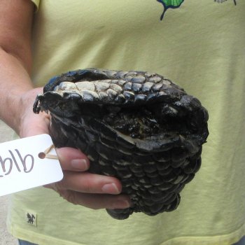 Preserved Alligator Foot 9-1/4 inches 