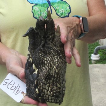 Preserved Alligator Foot 8 inches 