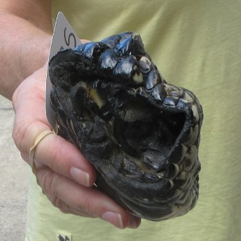Preserved Alligator Foot 8 inches 