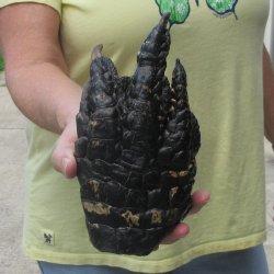 Preserved Alligator...