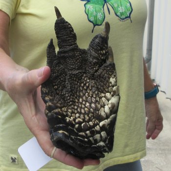 Preserved Alligator Foot 8-1/4 inches 