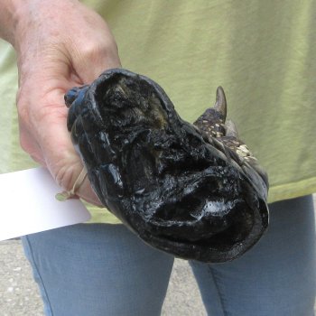 Preserved Alligator Foot 8-1/4 inches 