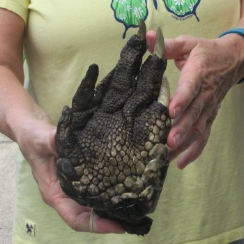 Preserved Alligator Foot 8 inches 