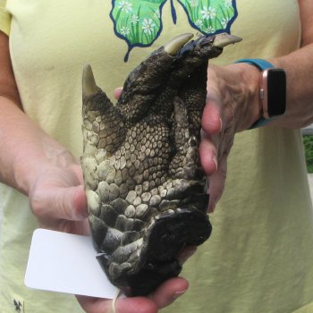 Preserved Alligator Foot 7 inches 