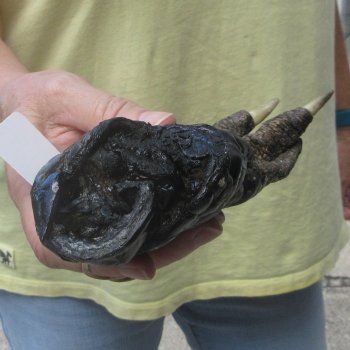 Preserved Alligator Foot 7 inches 