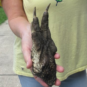 Preserved Alligator Foot 7-1/4 inches 