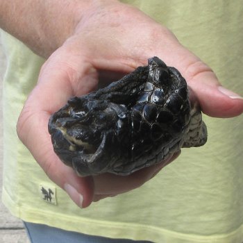 Preserved Alligator Foot 7-1/4 inches 