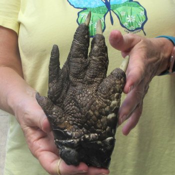 Preserved Alligator Foot 7 inches 