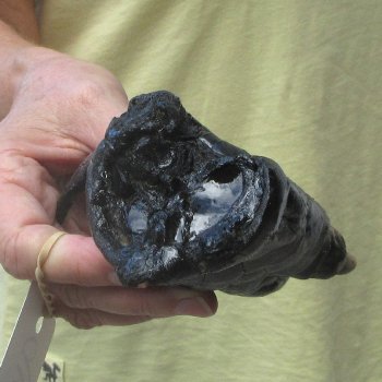 Preserved Alligator Foot 7 inches 
