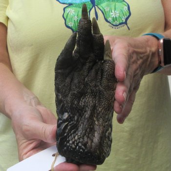 Preserved Alligator Foot 7-1/4 inches 
