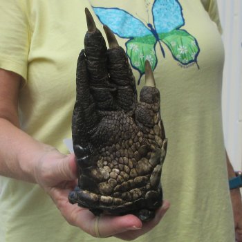 Preserved Alligator Foot 7-1/4 inches 