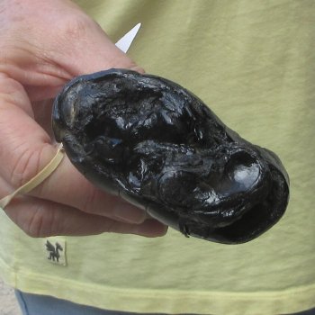 Preserved Alligator Foot 7-1/4 inches 