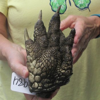 Preserved Alligator Foot 7-1/4 inches 