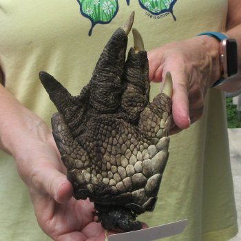 Preserved Alligator Foot 7-1/4 inches 