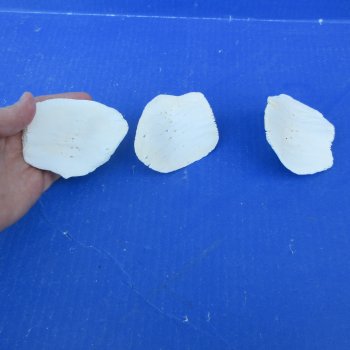 Three piece 3 to 4"  Alligator Osteoderm Bones
