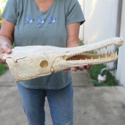 Alligator Gar Skull measuring approximately 19" (Signature Required)