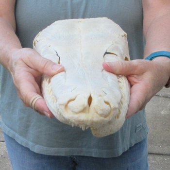 Alligator Gar Skull measuring approximately 19" (Signature Required)