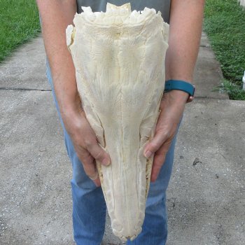 Alligator Gar Skull measuring approximately 19" (Signature Required)