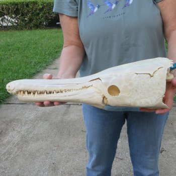 Alligator Gar Skull measuring approximately 19" (Signature Required)