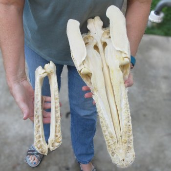 Alligator Gar Skull measuring approximately 19" (Signature Required)
