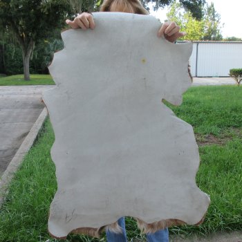 40" x 28" Goat Hide 