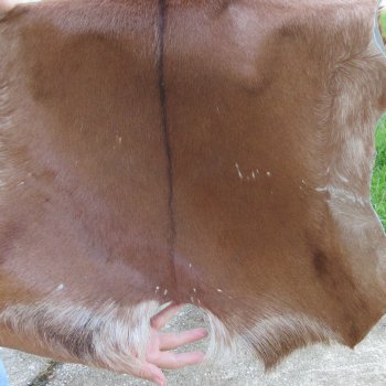 40" x 28" Goat Hide 