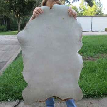 41" x 25-1/2" Goat Hide 