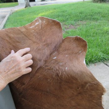 41" x 25-1/2" Goat Hide 