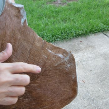 41" x 25-1/2" Goat Hide 