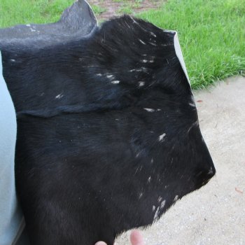 43" x 28-1/2" B-Grade Goat Hide 