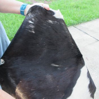 43" x 28-1/2" B-Grade Goat Hide 