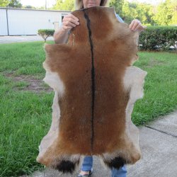 41" x 28-1/2&q...